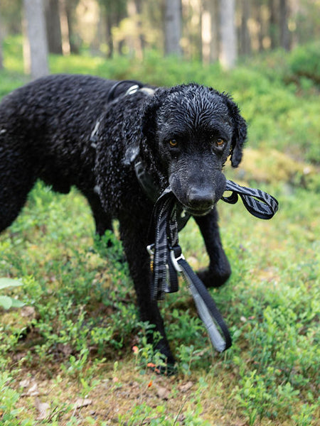 Harnais pour chien Roam Harness - Black Ripple - Woolly Wolf