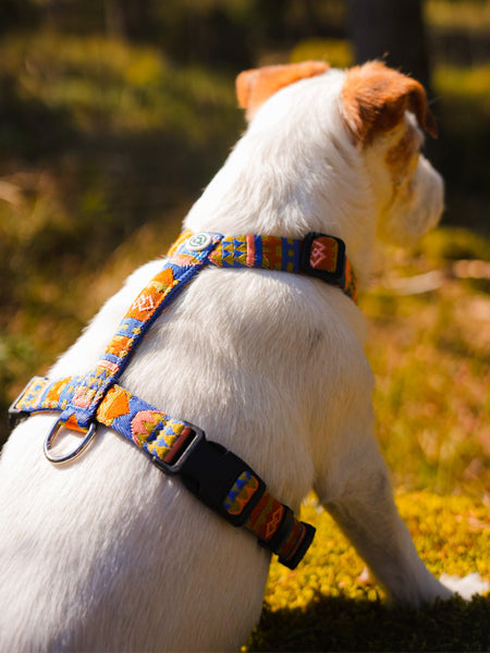 Harnais pour chien