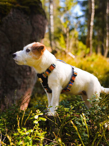 Harnais pour chien