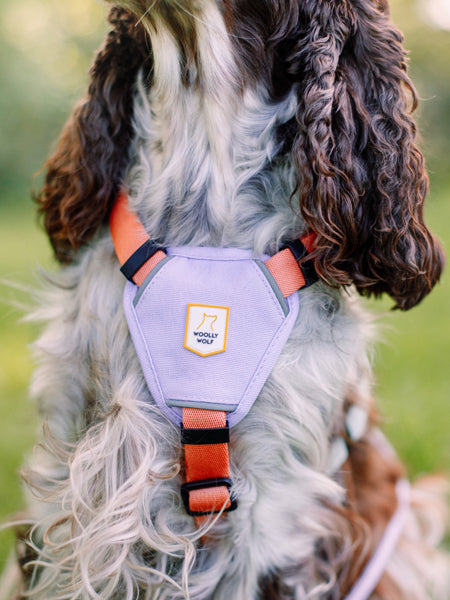 Harnais pour chien - Color Block Salmon Pink - Woolly Wolf