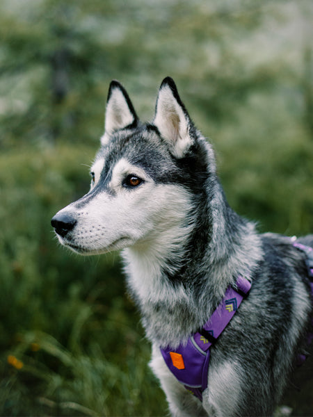 Harnais original pour chien motif Northern Lights - Woolly Wolf