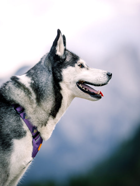 Harnais original pour chien motif Northern Lights - Woolly Wolf