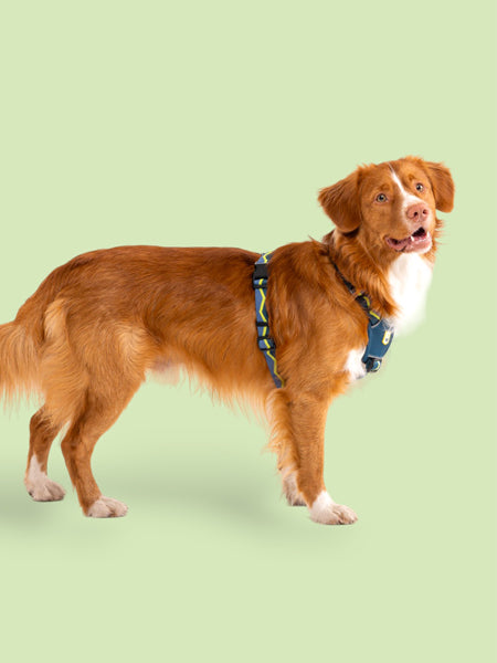 Harnais pour chien - Horizon Deep Teal Mix - Woolly Wolf