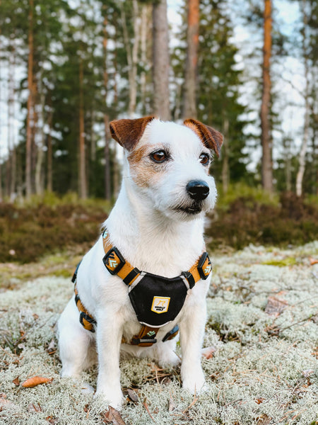 Harnais original pour chien motif Sea to Summit - Woolly Wolf