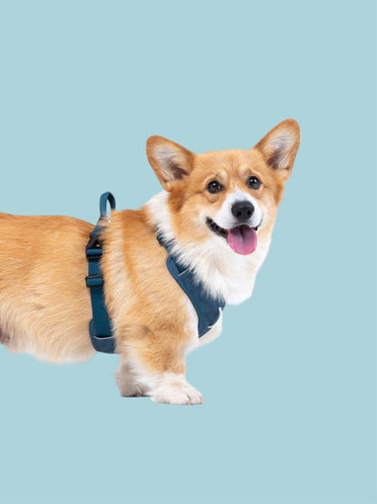 Harnais pour chien Roam Harness - Deep teal - Woolly Wolf