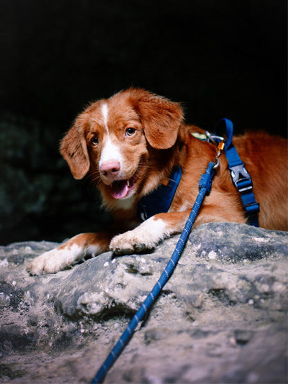 Laisse en corde recyclée pour chien - Deep teal - Woolly Wolf