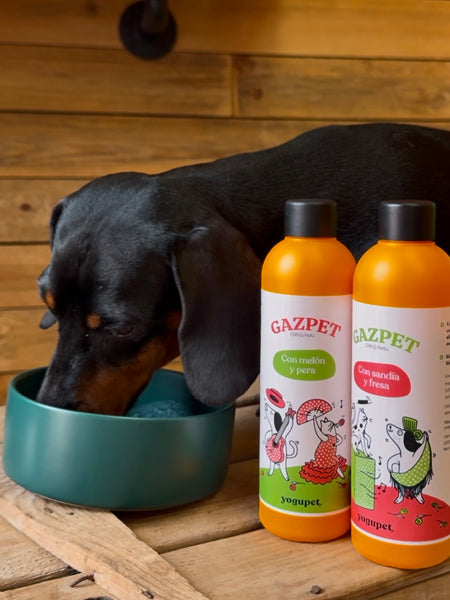 Gaspacho pour chien et chat