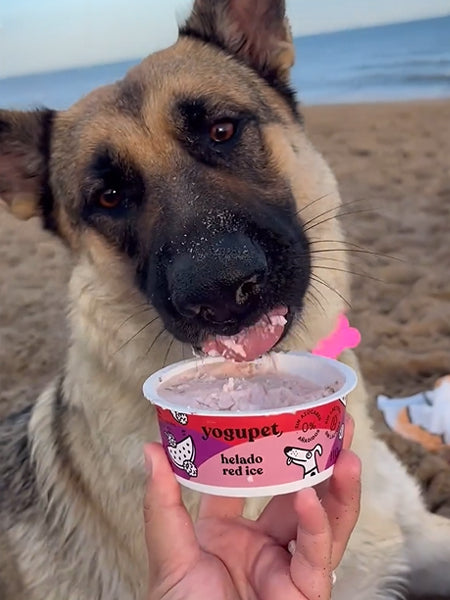 Glace au yaourt pour chien - Fruits rouges 🍉 - Yogupet