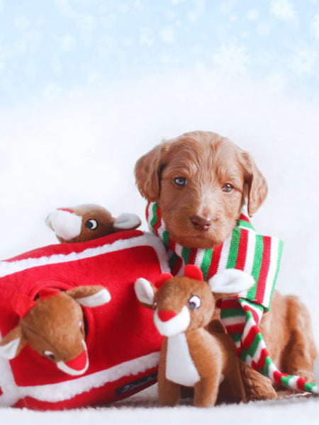 Jouet d'occupation pour chien original - Rennes de Noel - ZippyPaws