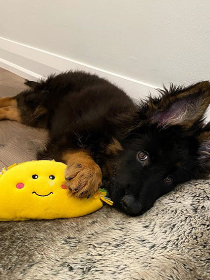 Peluche pour chien
