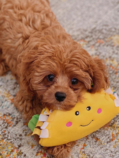 Peluche pour chien