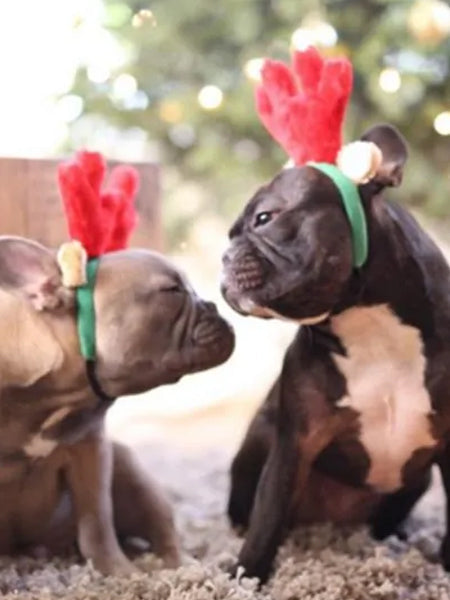 Serre tête de Noël pour chien - Rennes - ZippyPaws